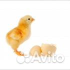 Яйцо инкубационное бройлера европа