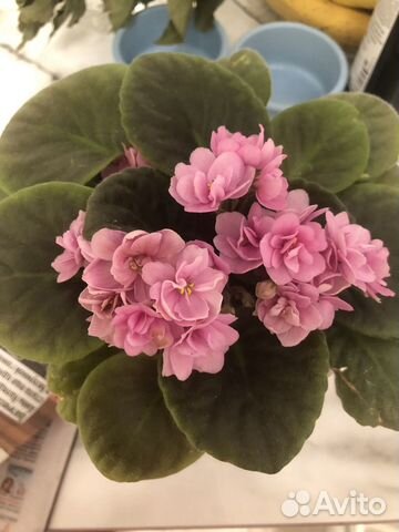 Фиалка цветущая