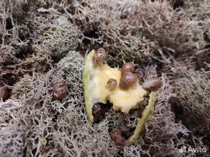 Улитки ахатины