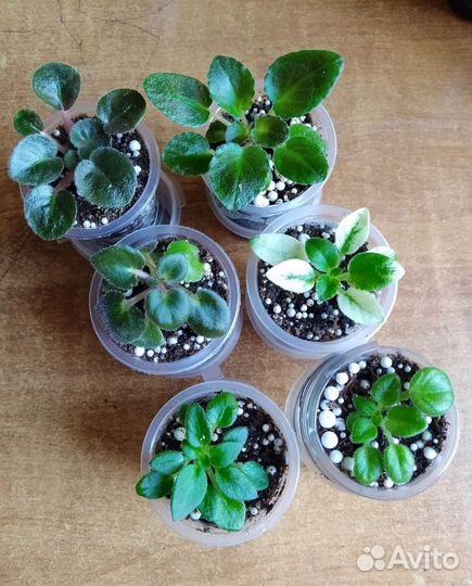 Сортовые фиалки