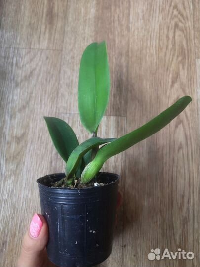 Орхидея дендробиум