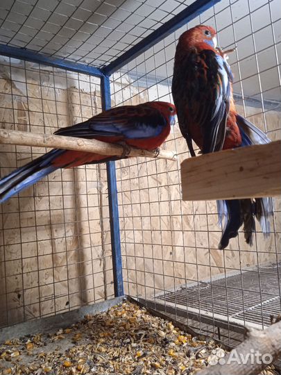 Продам попугаев
