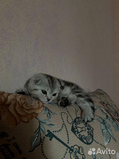 Шотландская вислоухая кошка