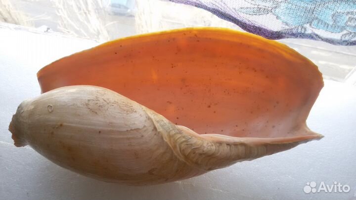 Раковина из океана
