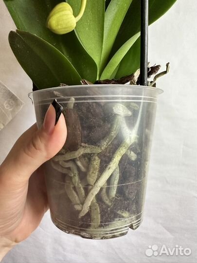 Орхидея фаленопсис