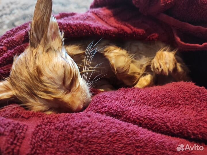 Котята рыжие бесплатно