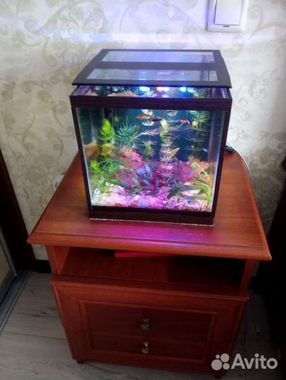 Готовый аквариум