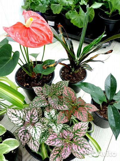 Набор, антуриум, мужское счастье