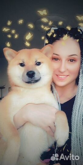 Сиба Ину вязка