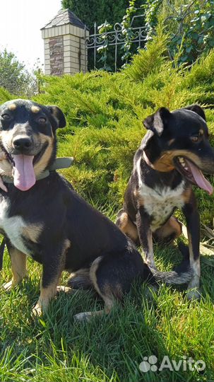 Шикарный джентельмен