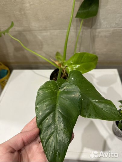 Филодендрон гигантум вариегатный