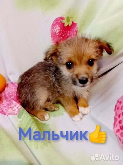 Щеночки в добрые руки