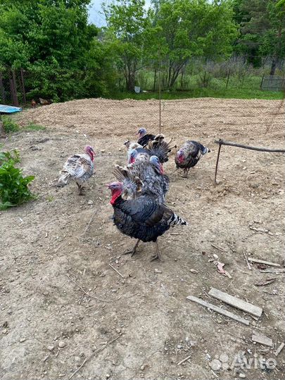 Индюки индюшки