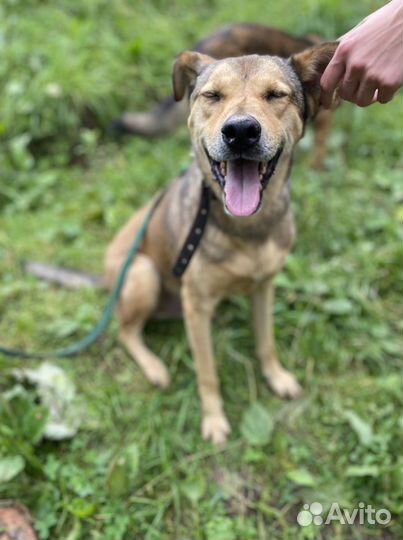 Собака в добрые руки