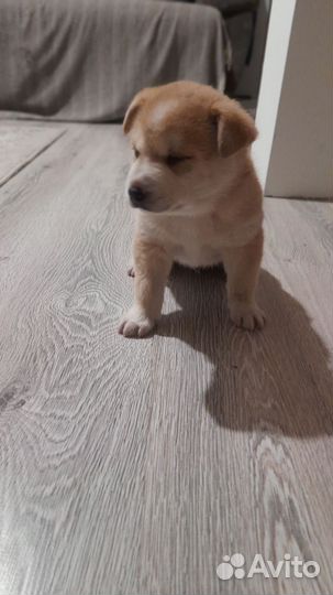 Домашние животные собаки щенки