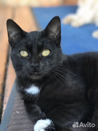 Котята 6 мес