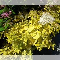 Черенки Спирея White Gold / Вайт Голд японская / Черенки кустарников зкс в кассетах для доращивания