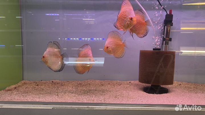 Рыба Дискус