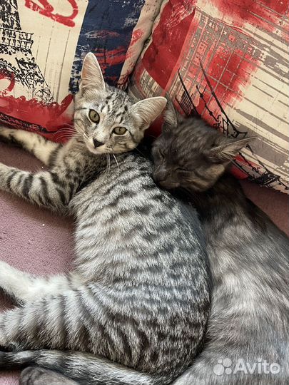 Кошка и кот 4 месяца