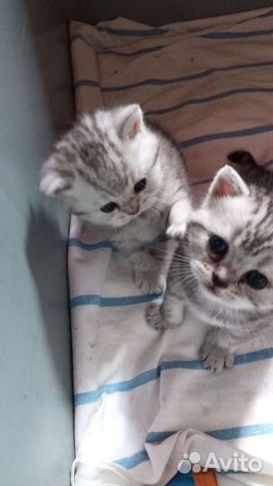 Шотландские котятки