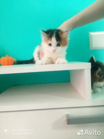 Кошка