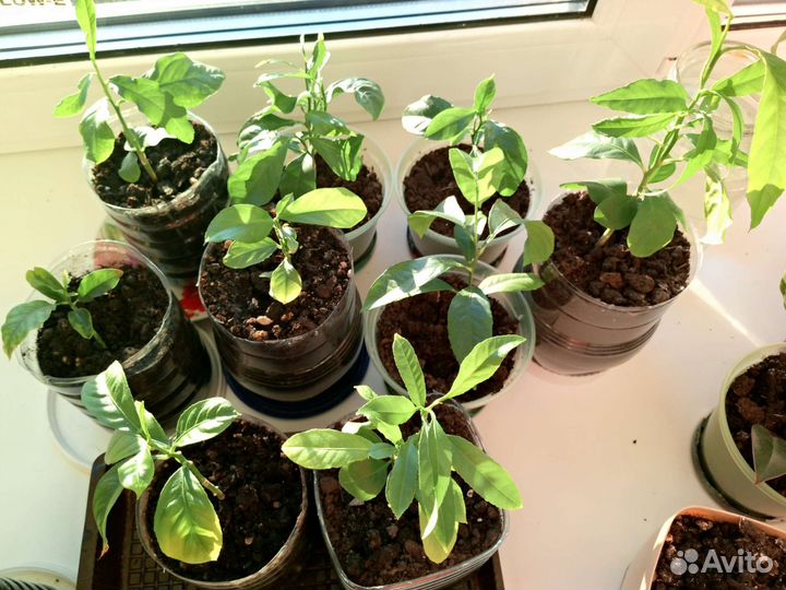 Цветы, лимоны,спатифиллум,фикус