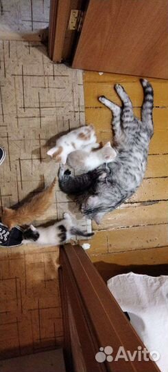 Котята отдам в добрые руки