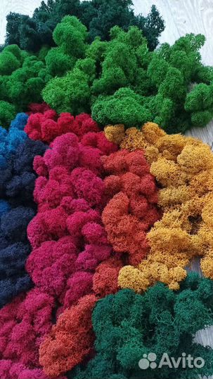 Мох стабилизированный Премиум