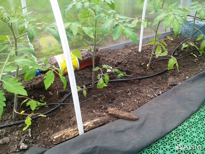 Автоматический капельный полив 60 растений