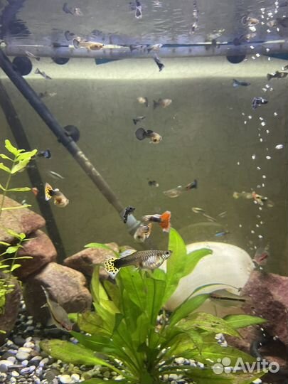 Аквариумные рыбки Гуппи