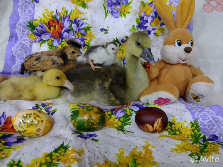 Орловские, павловские, Холмогоры, цесарк и д.р