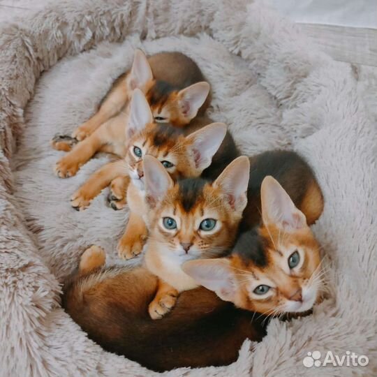 Абиссинская