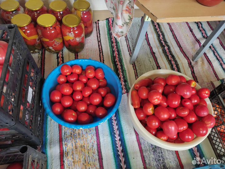 Помидоры свежие домашние