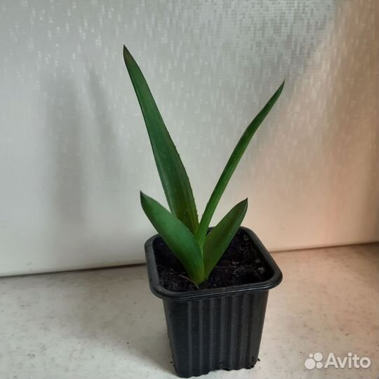 Детки Алоэ Вера лечебный столетник