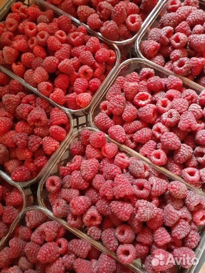 Малина саженцы