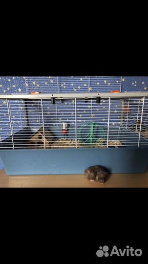 Клетка для хомяка, кролика и морской свинки