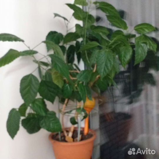 Гибискус китайская роза