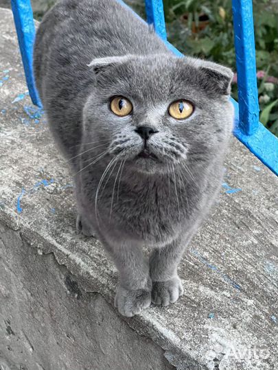 Шотландская вислоухая кошка