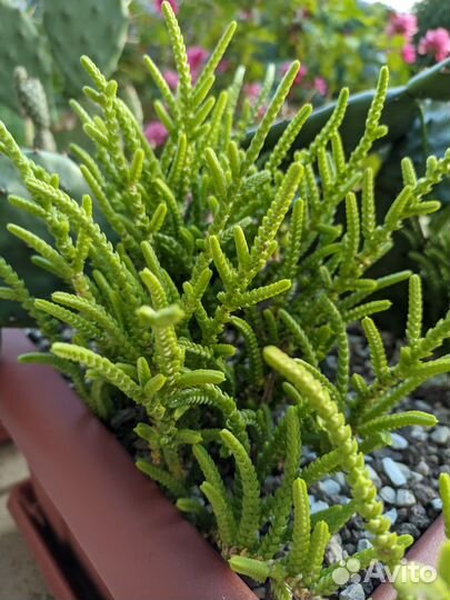 Крассула плауновидная