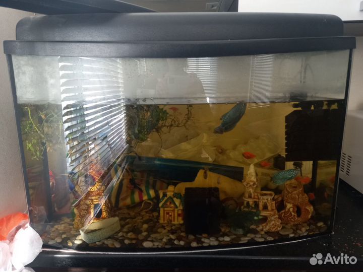 Аквариумы от 100 литров