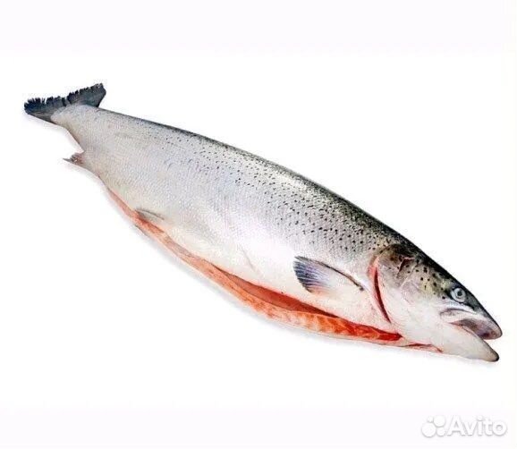 Семга, Лосось