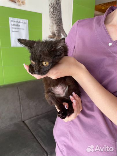 Отдам кошку в добрые руки