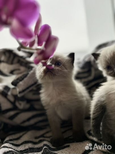 Невская маскарадная