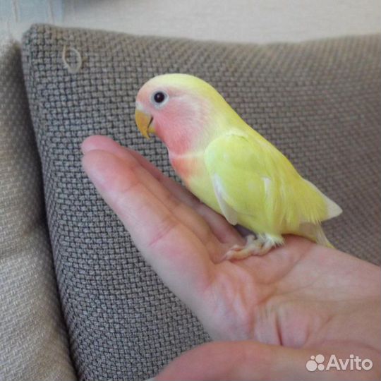 Ручной попугай неразлучник,не кусает