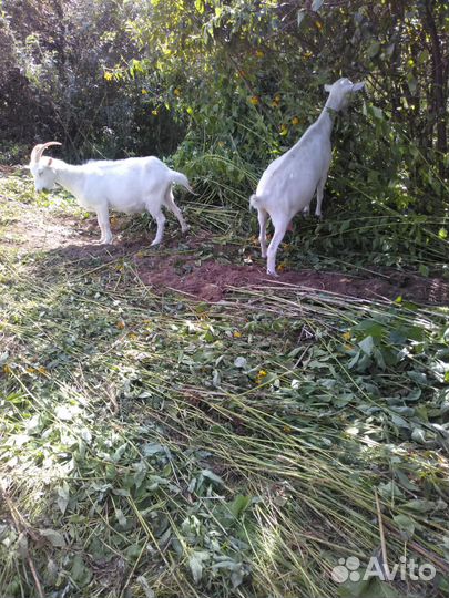 Коза дойная и ее козленок 1.5 г