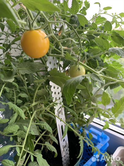 Томат балконный