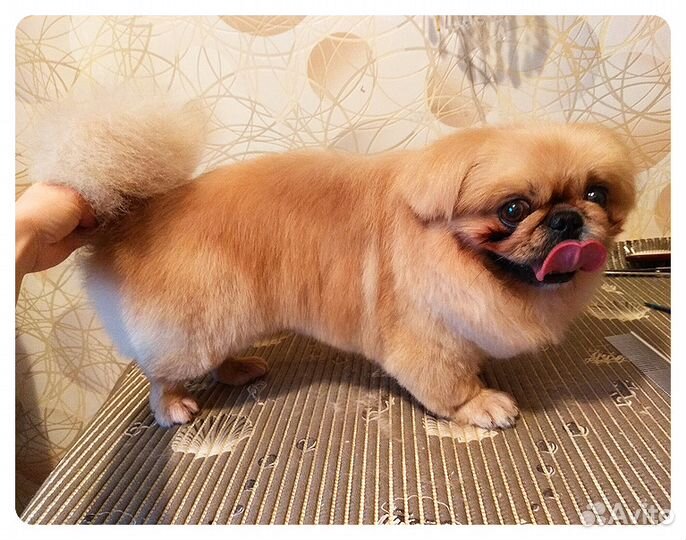 Стрижка собак на дому. Грумер