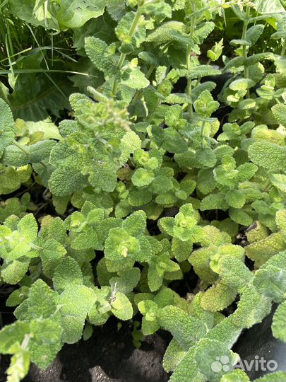 Саженцы сортовой мяты/ Пряные травы