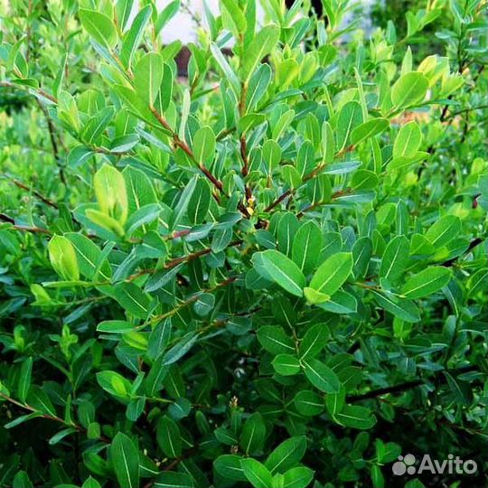 Ива Черничная