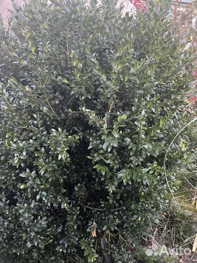 Саженцы самшита